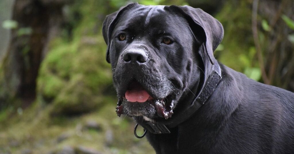 large black dog breeds