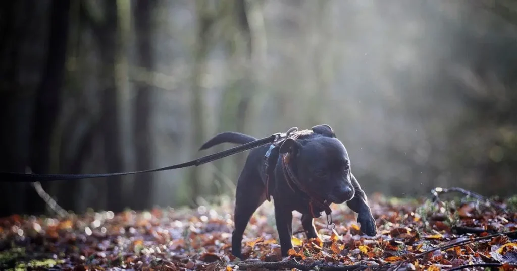 American Staffordshire Terrier Black dog