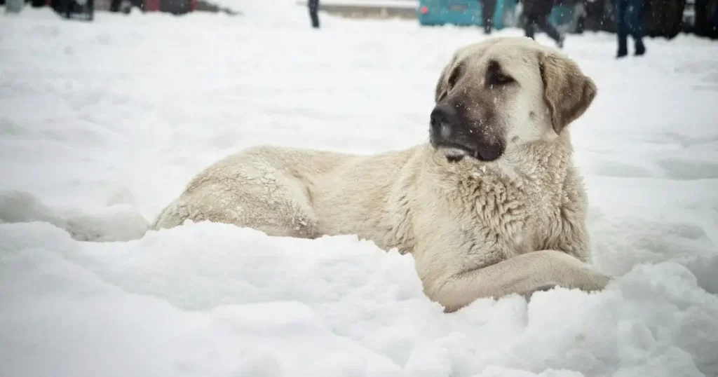 Anatolian Shepherd Farm dog