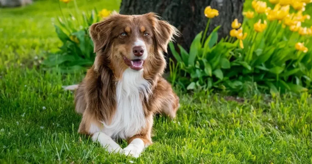 Australian Shepherd Farm dog