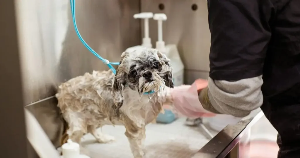 Baby Shampoo for Dogs