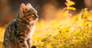 brown tabby kitten