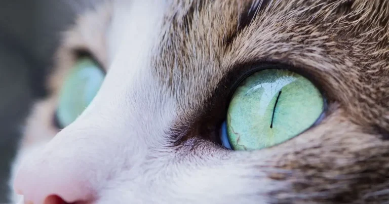 cats with green eyes: fascinating breeds of