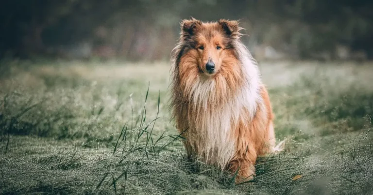 Big Fluffy Dogs