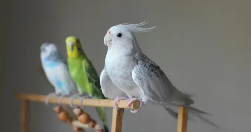 Birds-Low-Maintenance-Pets