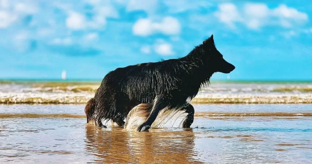 Black German Shepherd dog