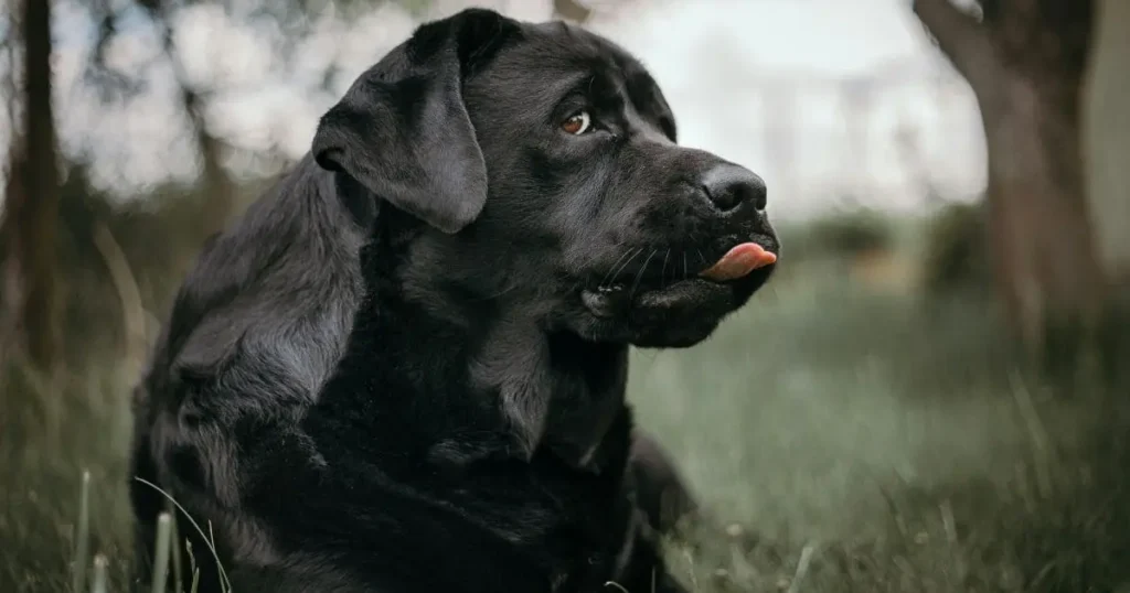 Black Labrador Retriever Black dog