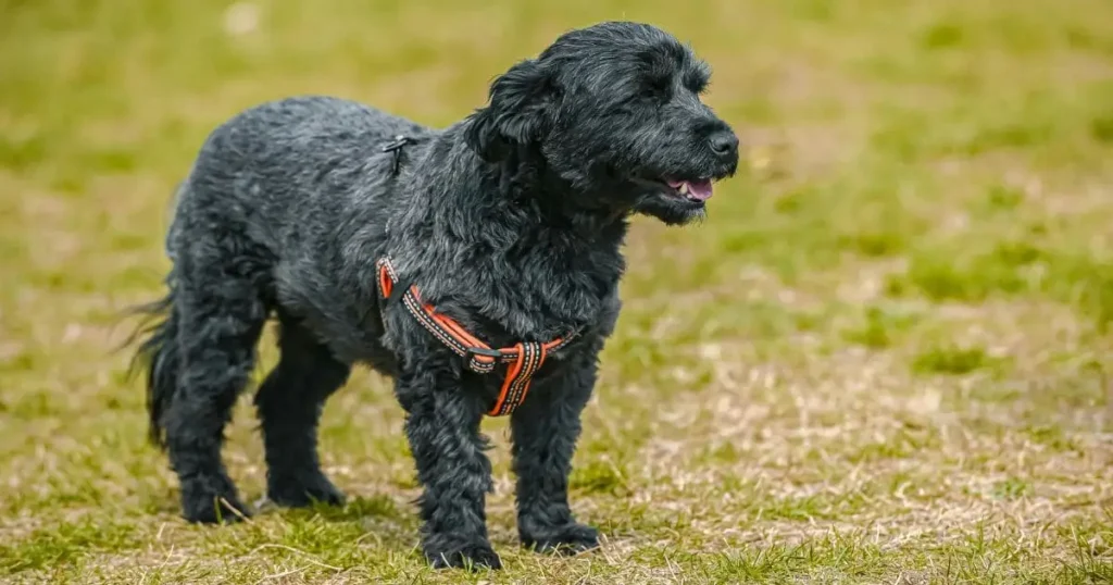 Black Russian Terrier