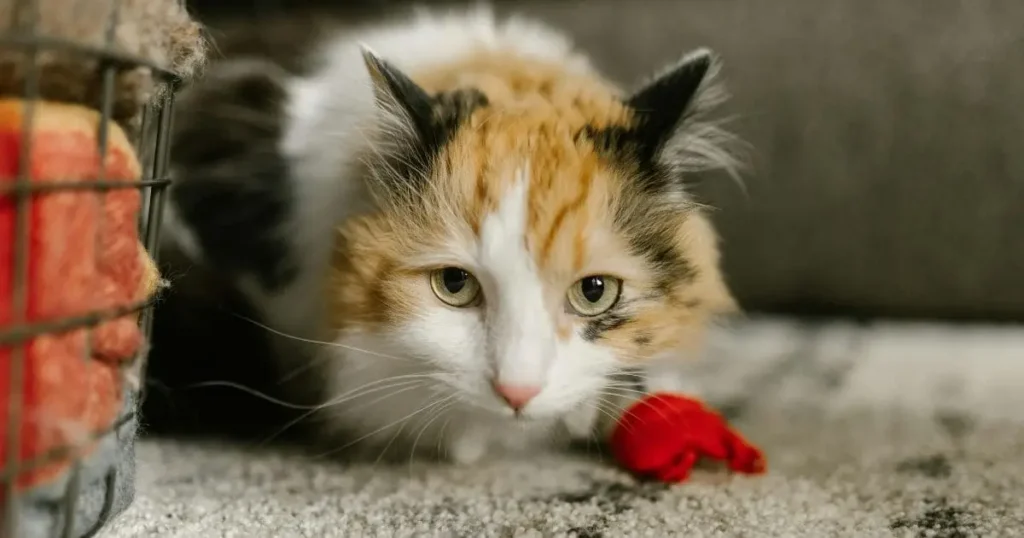 Calico Maine Coon cat in home