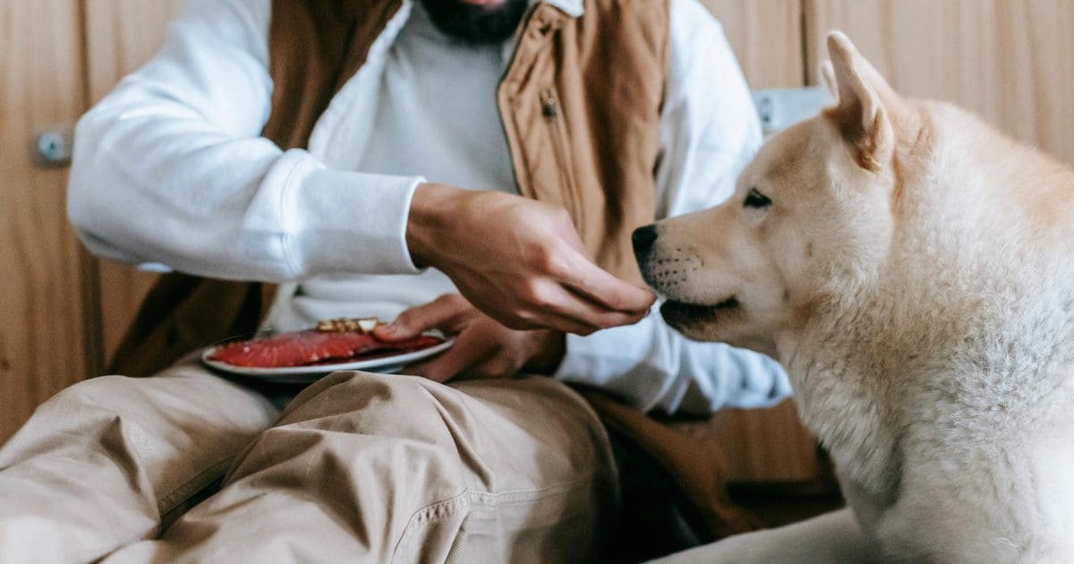 Can dogs eat Salmon Skin?