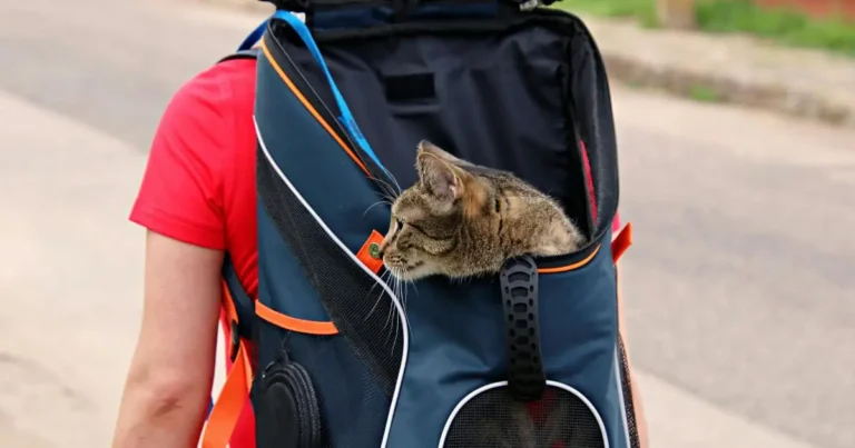 How to Travel With a Cat