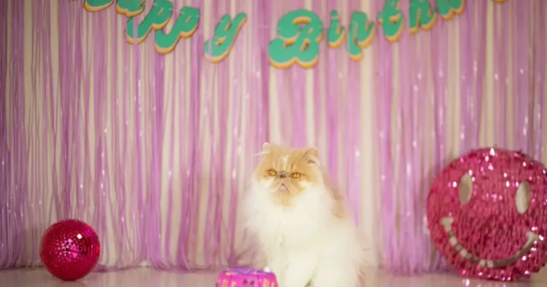 Cat Birthday