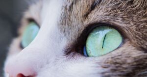 cats with green eyes