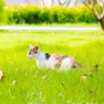 Best Names for Calico Cats