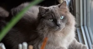 brown Ragdoll cat