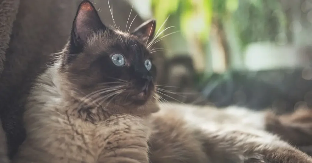 brown Ragdoll cat