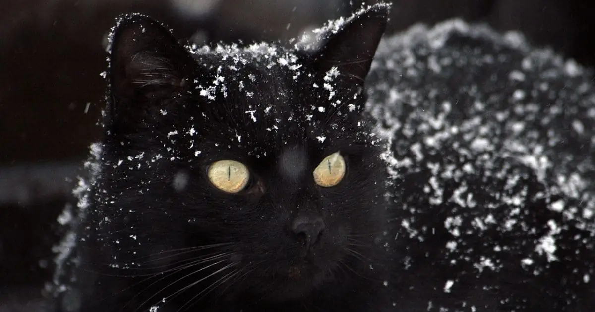 Black Ragdoll Cat