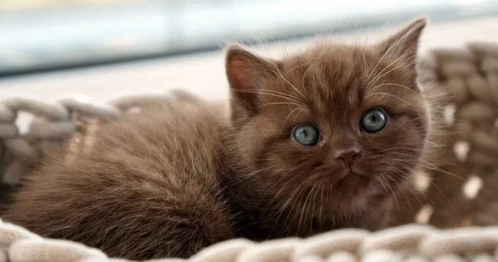 brown Ragdoll cat