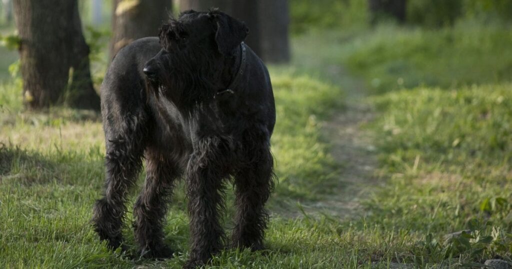 tiny black dog