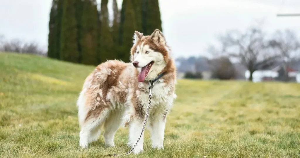 Big Fluffy Dogs 