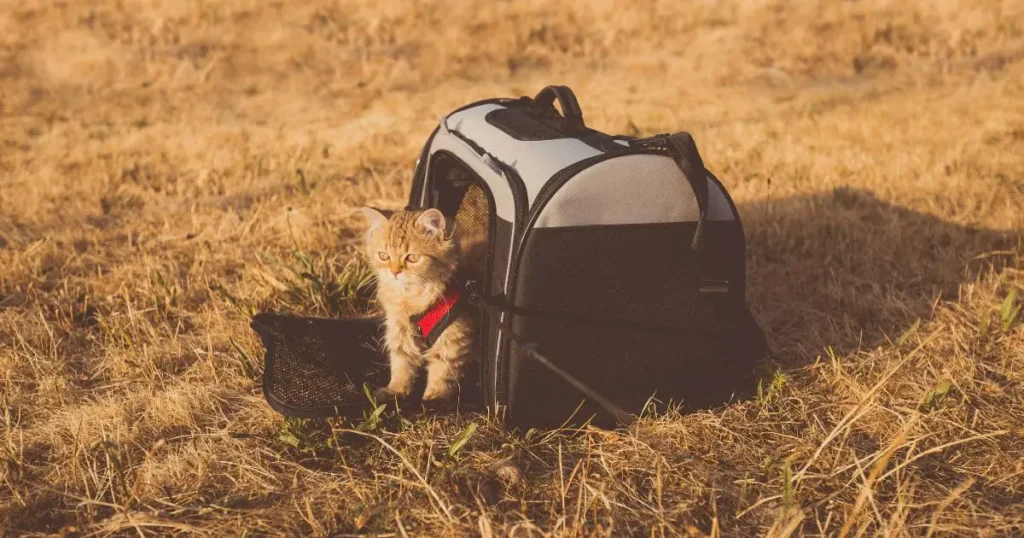 How to Travel With a Cat