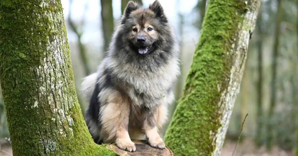 Big Fluffy Dog Breeds