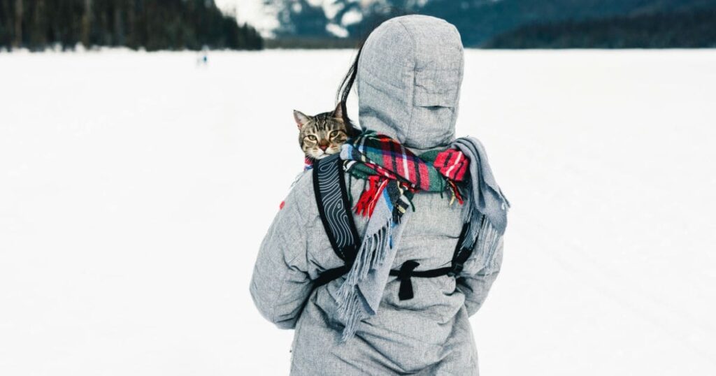 the best places to travel internationally with a cat