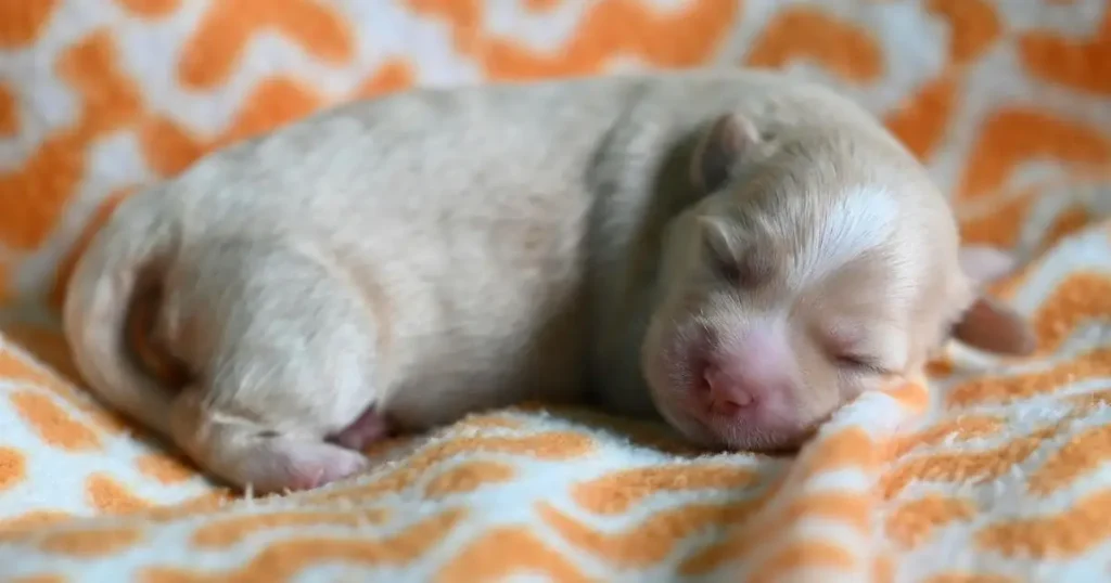 when puppies open their eyes