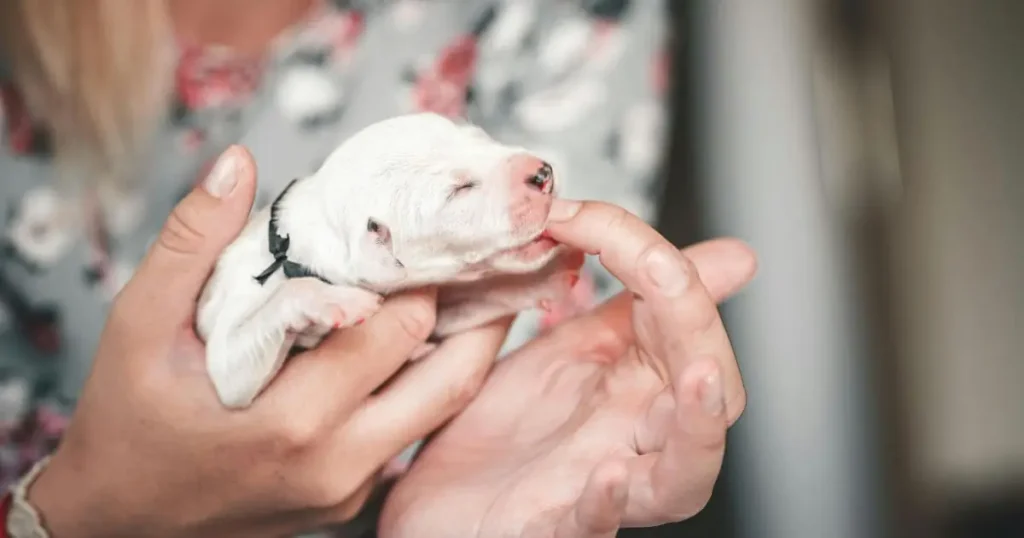 when puppies open their eyes