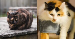 tortoiseshell cat vs calico