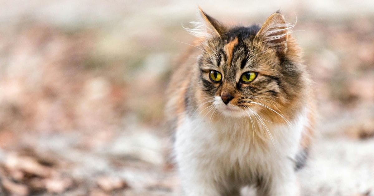 Calico Maine Coon