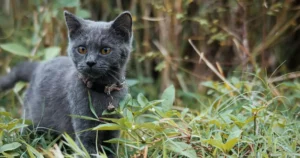 russian blue kitten