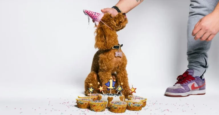 dog birthday