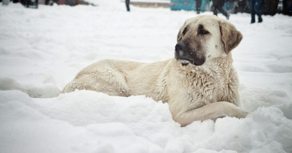 Best Farm Dogs