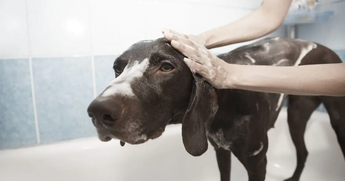 Baby Shampoo for Dogs