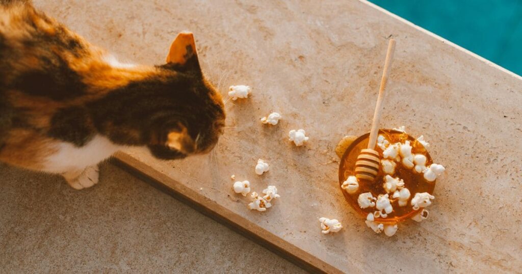 Can Cats Eat Honey?