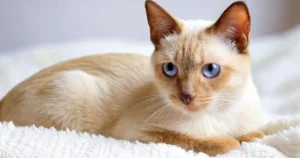 flame point Siamese