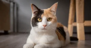 Dilute Calico