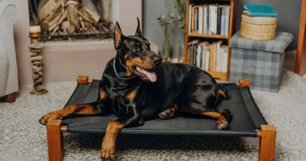 Doberman Pinscher Black dog