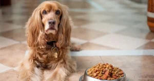 Dog Food for Allergies