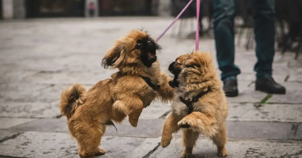 Dogs Fighting