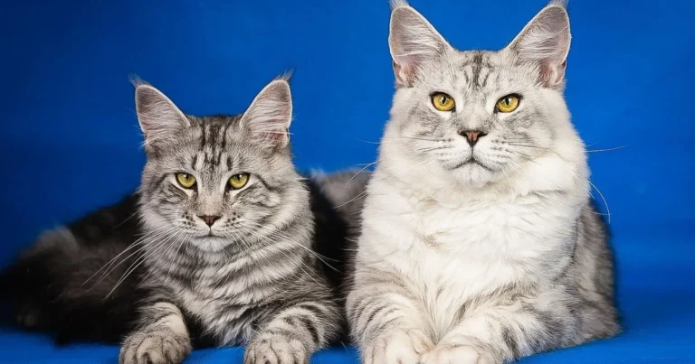 European Maine Coon and American Cat