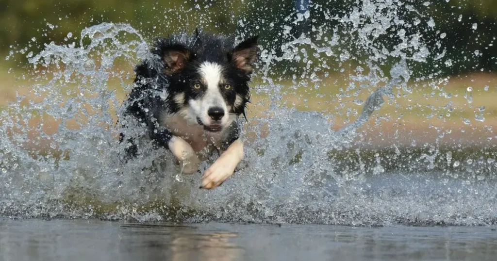 Farm Dog Border Collie