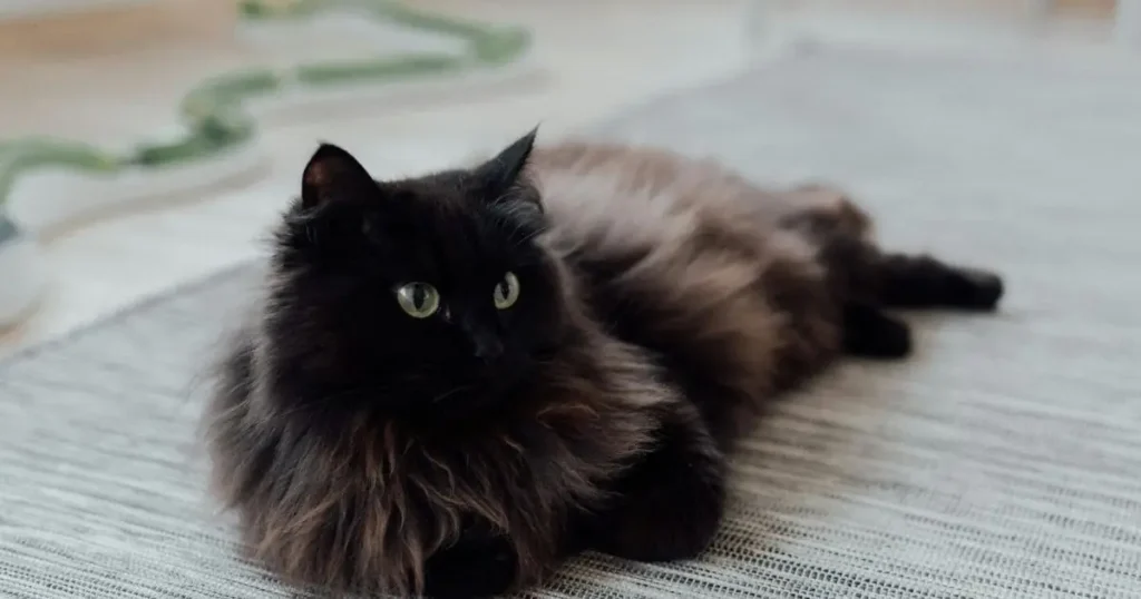 Funny Black Ragdoll Cat