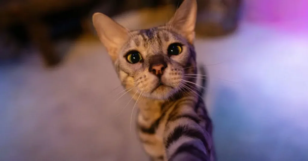 Funny snow bengal