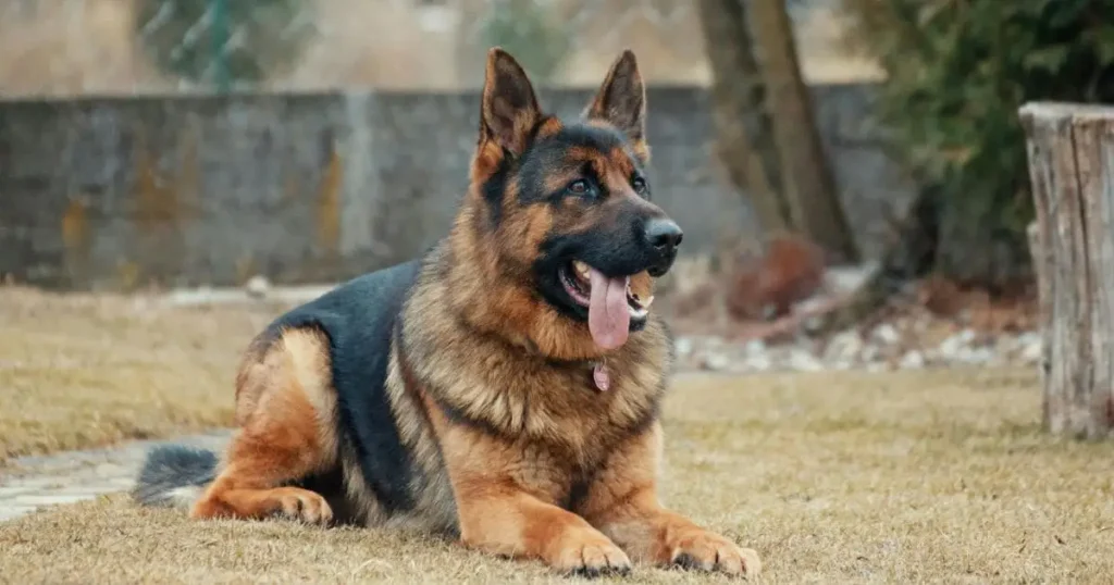 German Shepherd Farm dog