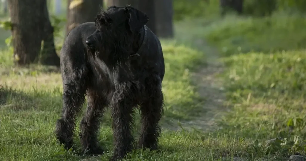 Giant Schnauzer Black dog