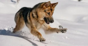 Golden German Shepherd Dog