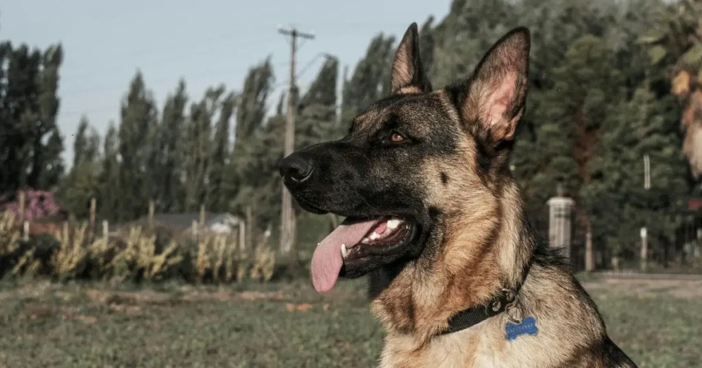 Golden-German-Shepherd-dog in nature