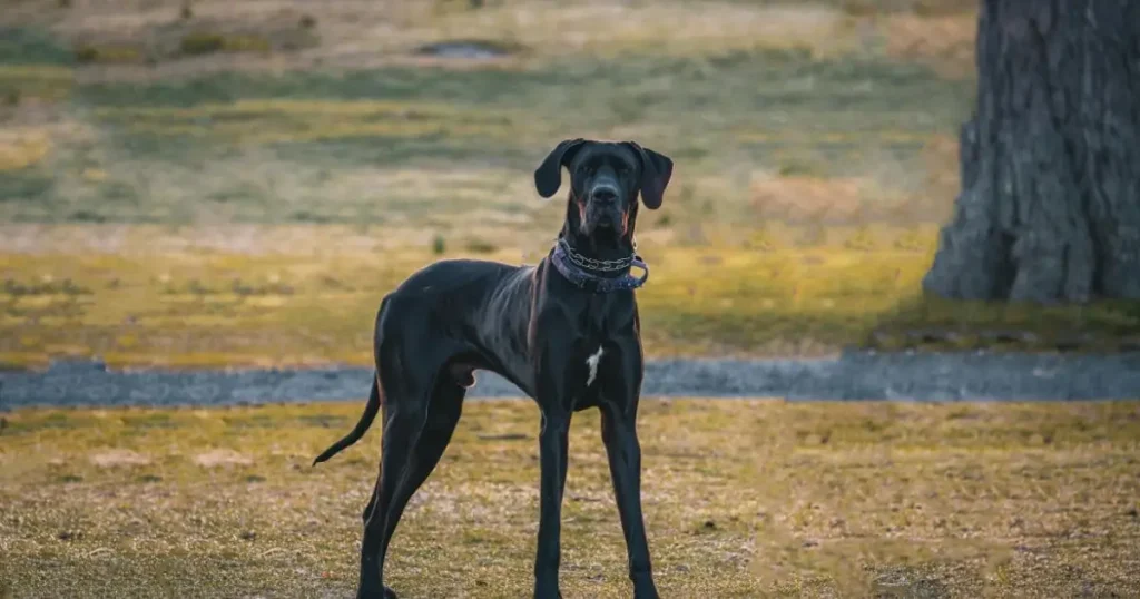 Great Dane Balck dog